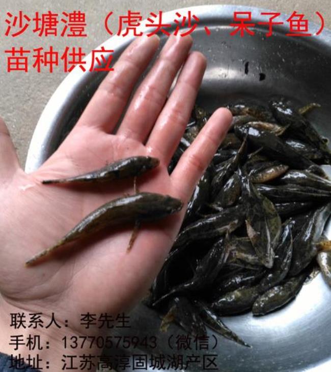 呆子鱼喜欢吃什么