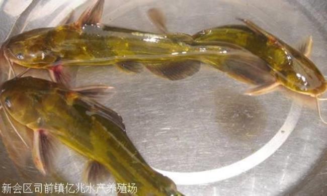 黄骨鱼和黄鳝鱼有什么区别