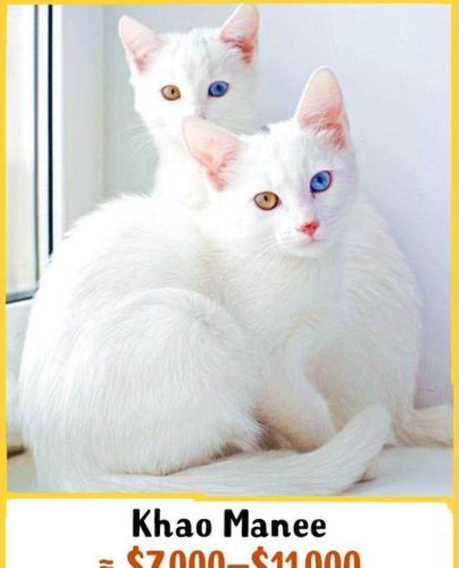 独特好听又冷门的猫名字