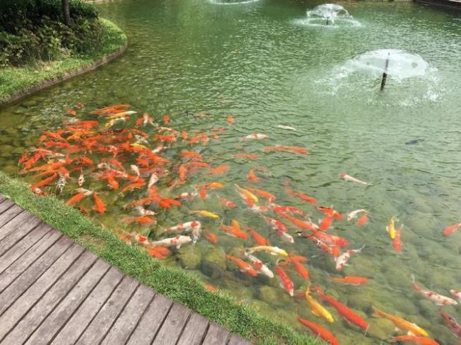 鱼塘能做永动水循环吗