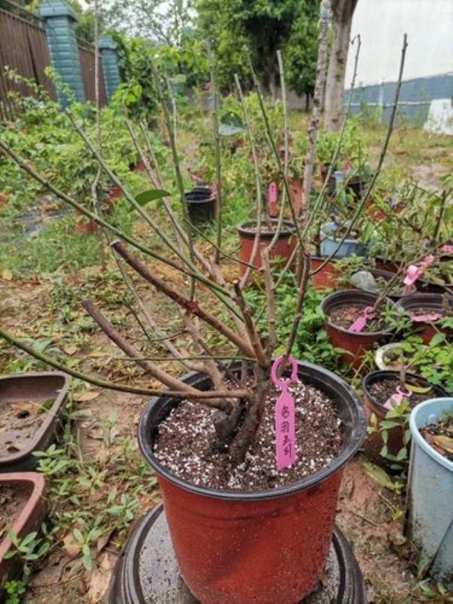 乌玉梅花叶子什么样