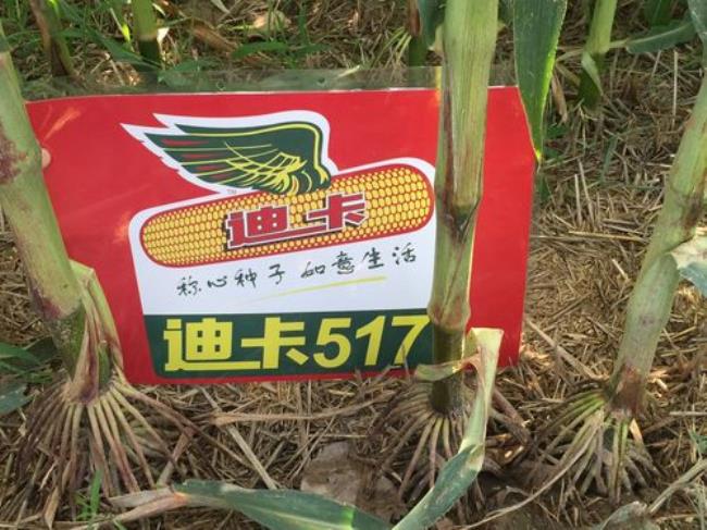 迪卡1998玉米种
