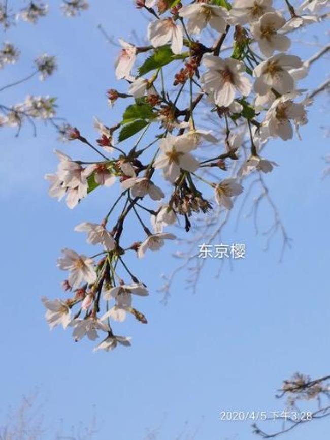 春艳樱花秋艳枫来源于哪里