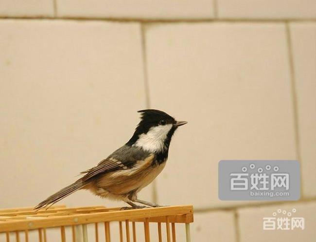 贝子鸟肚皮毛什么颜色好