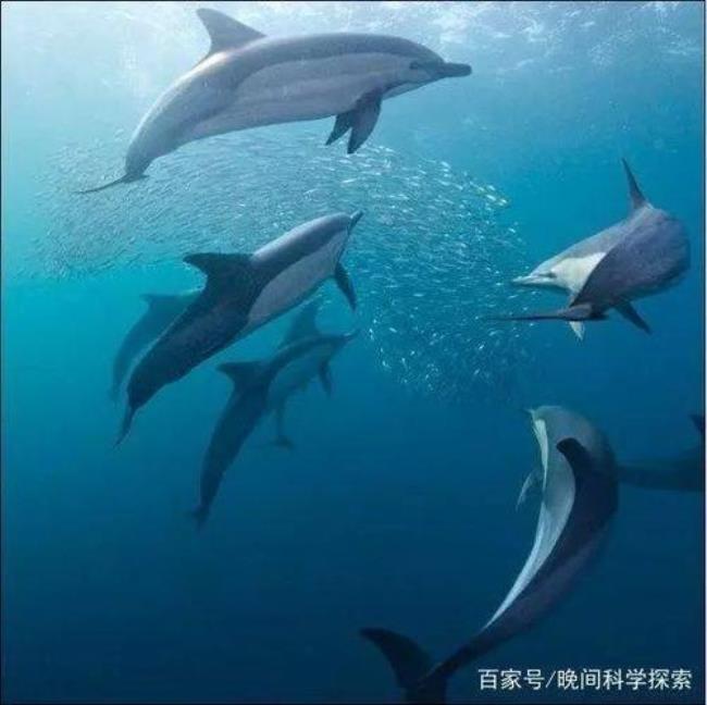 海洋生物人类已探索了多少
