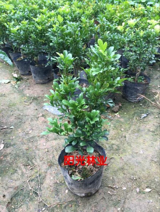 花苗太密如何处理
