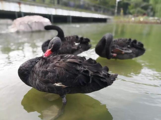 黑天鹅外卖员什么意思