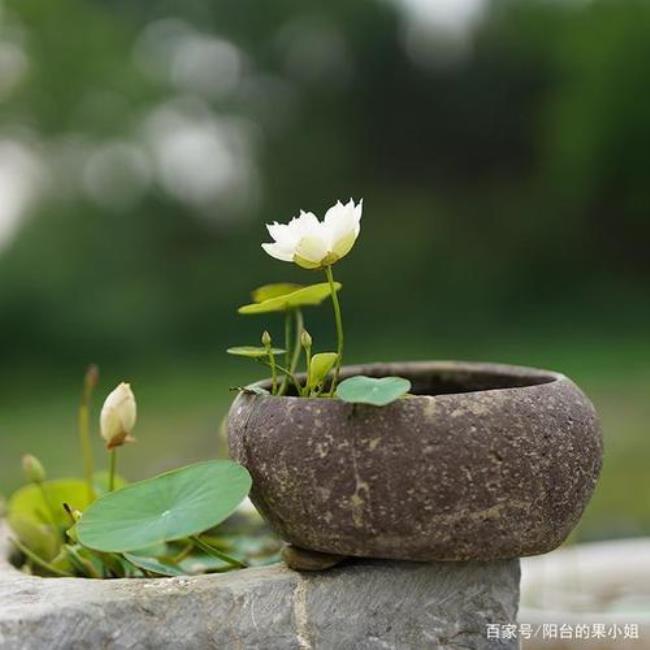 莲步轻摇是什么意思