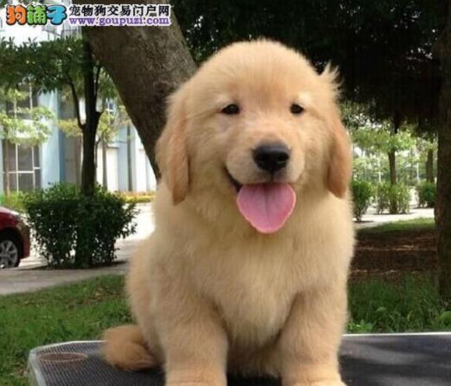 金毛幼犬多少一只