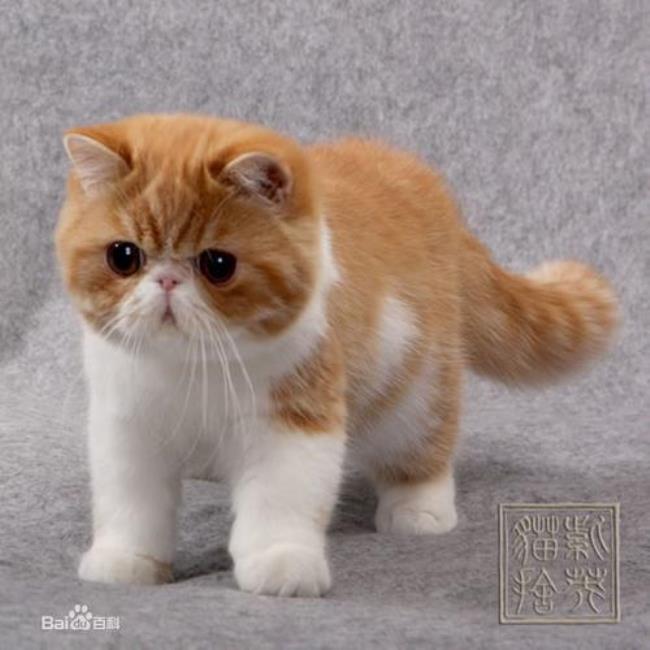 加菲猫为什么长这样