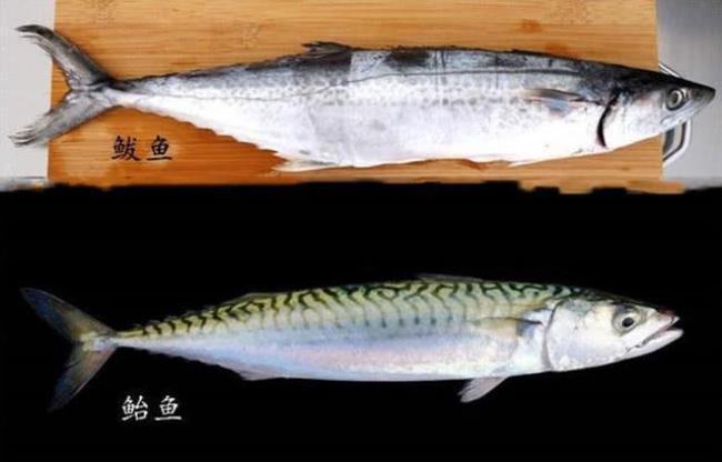 目光鱼和伊佐木鱼一样吗