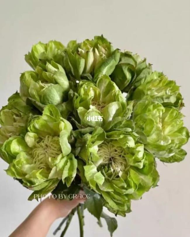 芙菜是什么菜