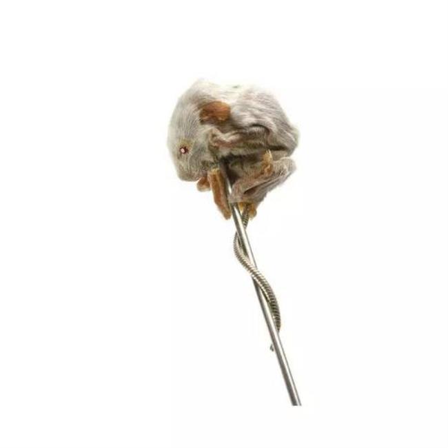 月神蛾怎么做成标本