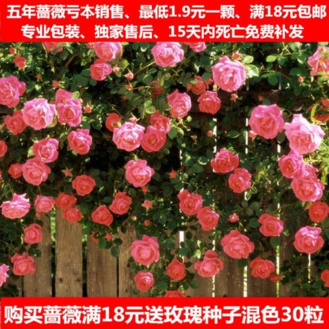 爬藤玫瑰寓意