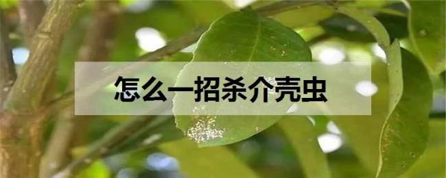 特别招虫子是什么原因