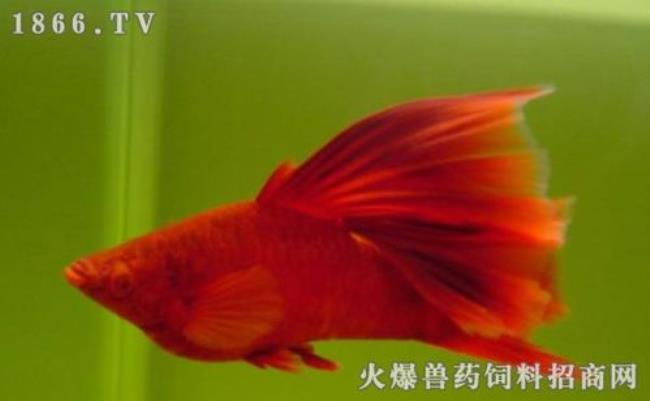 母红箭鱼追公红箭鱼是怎么回事