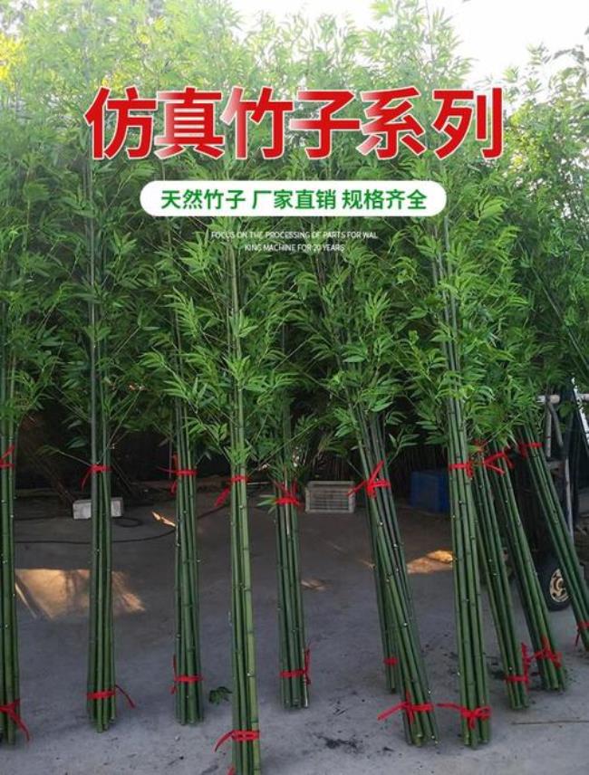 水竹和毛竹哪个好