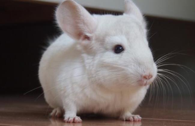 白色小龙猫代表什么意思