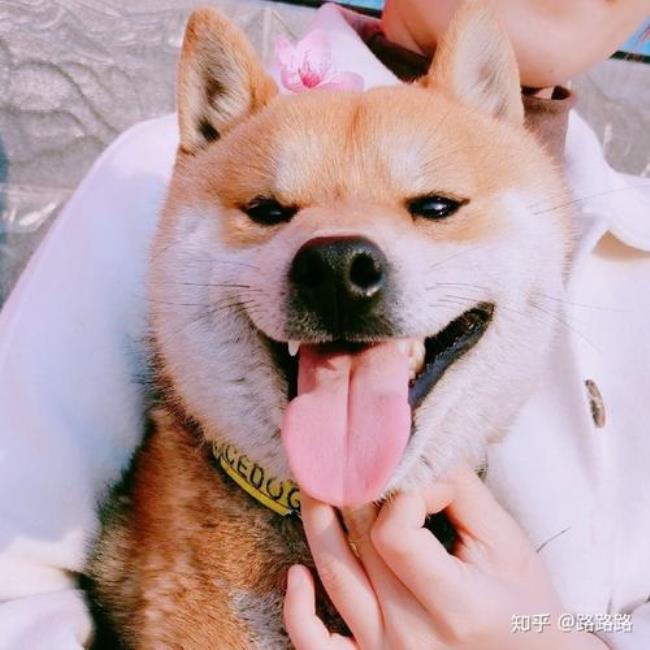 什么动物最接近女人