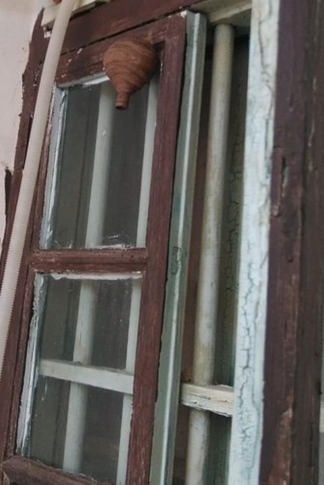 窗户上有蜂窝为什么要在雨天捅