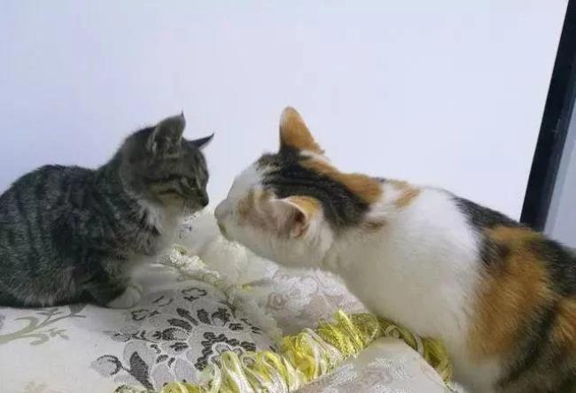 狗狗和猫猫争宠怎么办