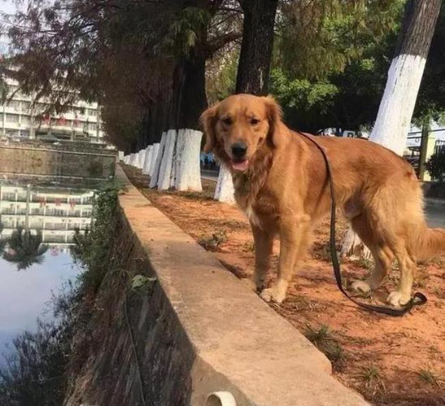 什么是麻狗