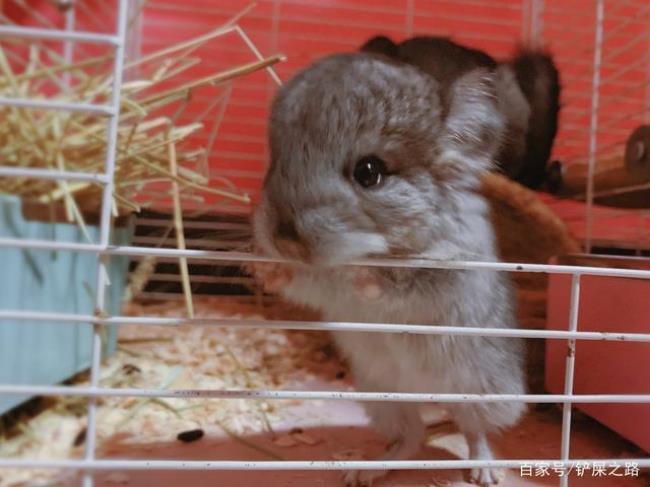 为什么龙猫越大越便宜