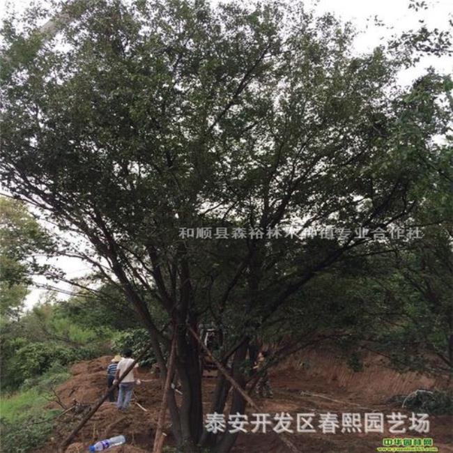 冠幅小的乔木