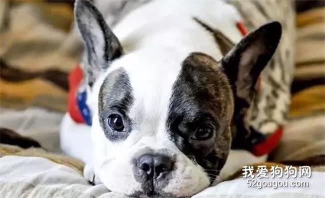狗天亮的时候会哭是什么原因