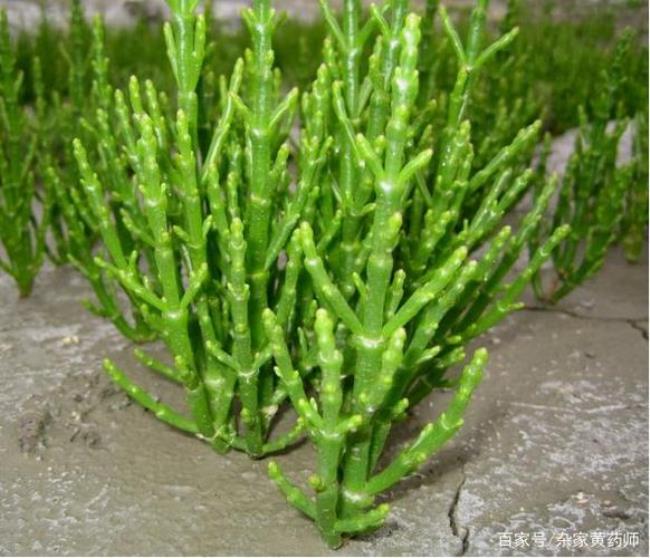 四类陆生植物是什么