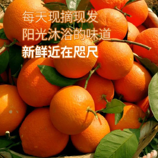 恋橙是什么橙