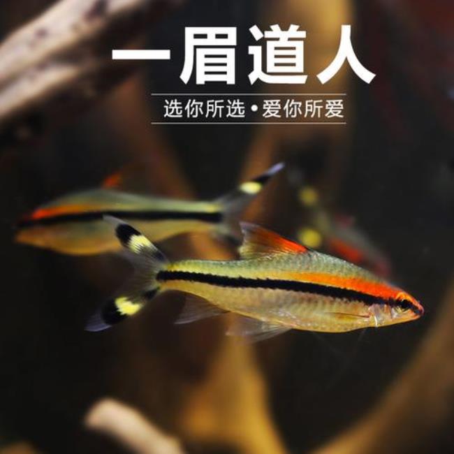 一眉道人鱼发色不好什么原因