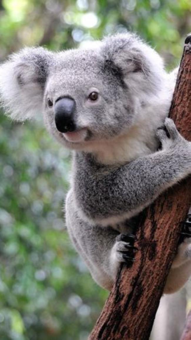 koala的正确发音到底是什么