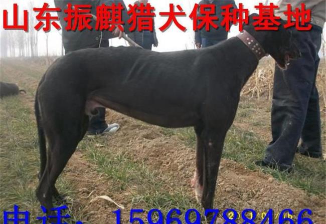 五六年的格力犬还能抓住兔子吗
