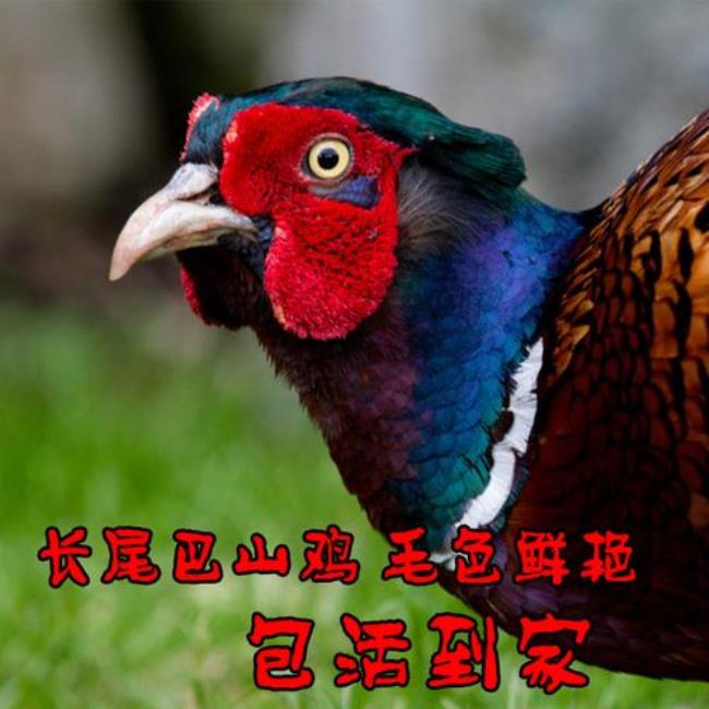 20天的山鸡怎么看公母