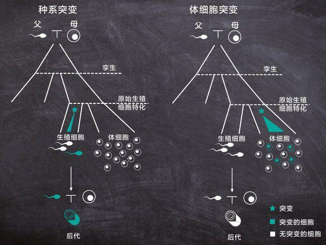同胞与双胞有区别吗