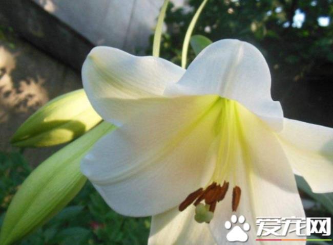 百合吗是啥意思