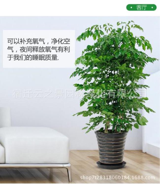 夏天幸福树放在窗口怕热风吗