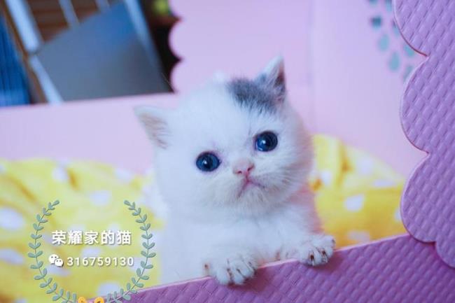 蓝白名字可爱呆萌