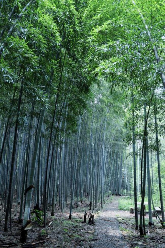 江南烟雨苏杭情原唱