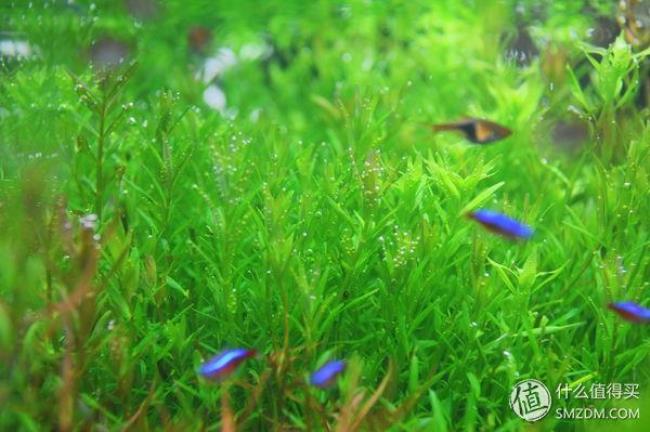 水草什么什么成语