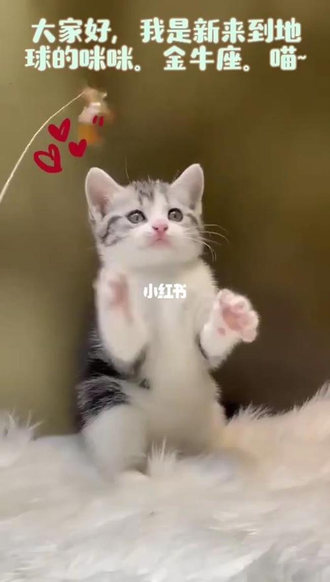一起学猫叫喵喵喵什么意思