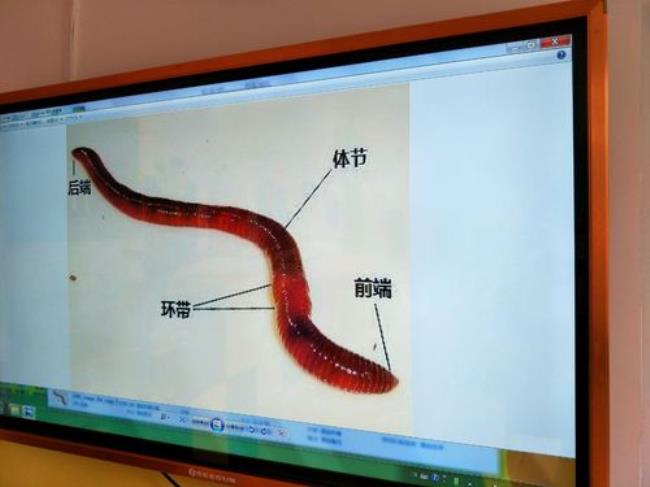 孩子怕蚯蚓怎么办