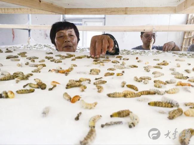 蚕在快作茧时就流水为什么