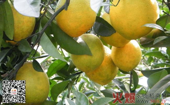雅法橙种植技术