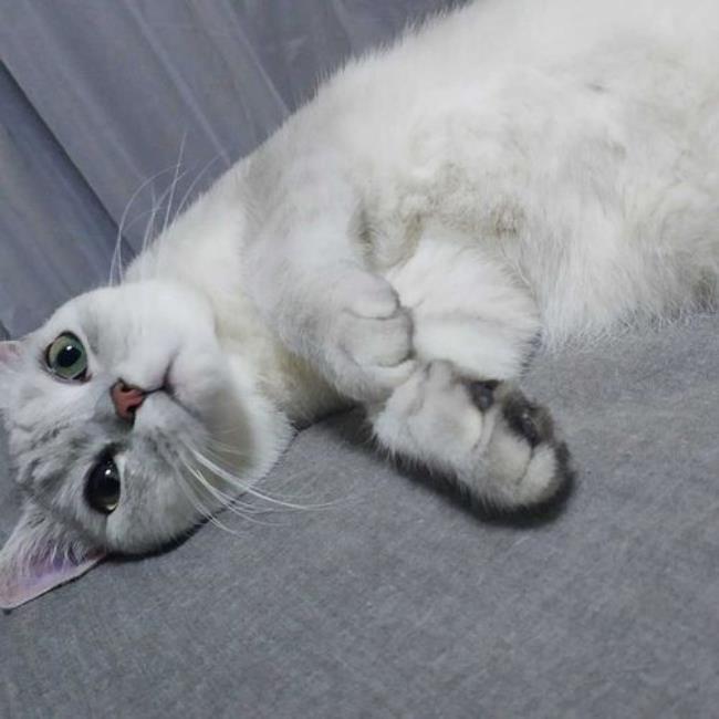 学猫叫什么梗