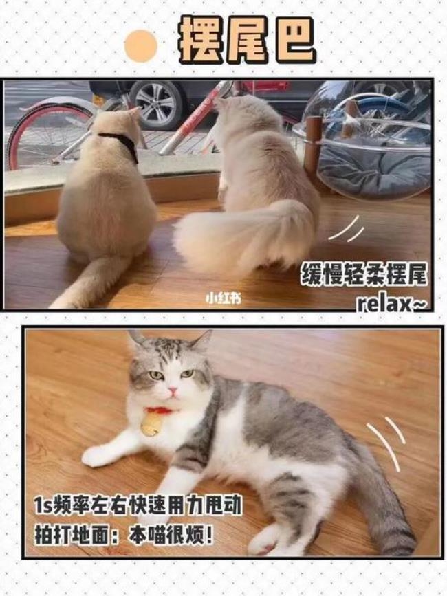 猫咪尾巴不能动怎么办