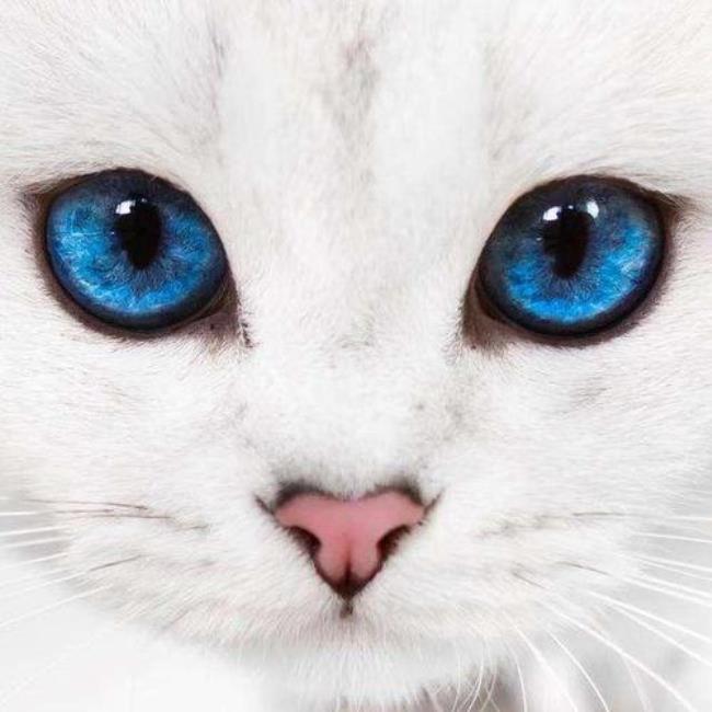 猫咪眼是什么意思
