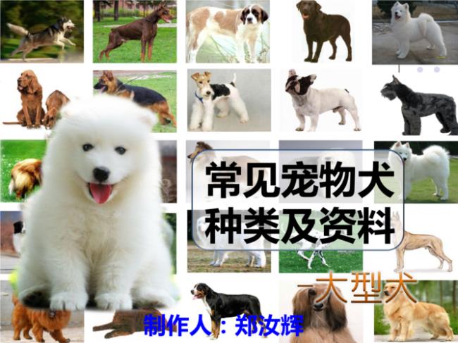 狗种类图