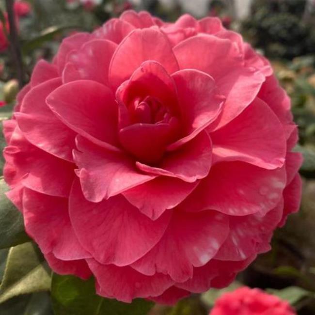 帕克斯先生茶花优缺点